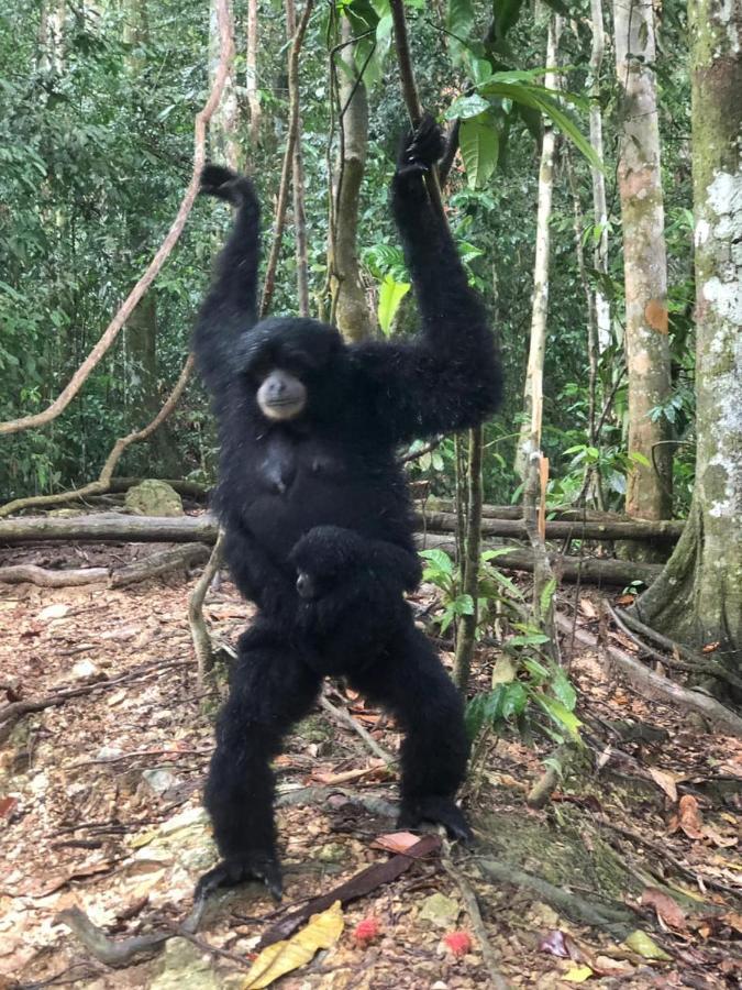 Bukit Lawang Otel Dış mekan fotoğraf