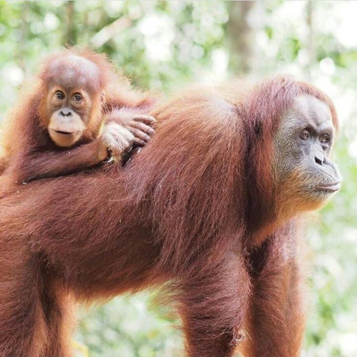 Bukit Lawang Otel Dış mekan fotoğraf